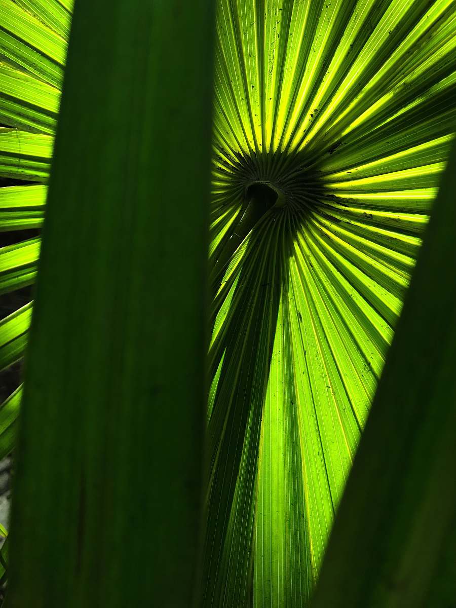 silhouette close-up of long-leafed plant arecaceae