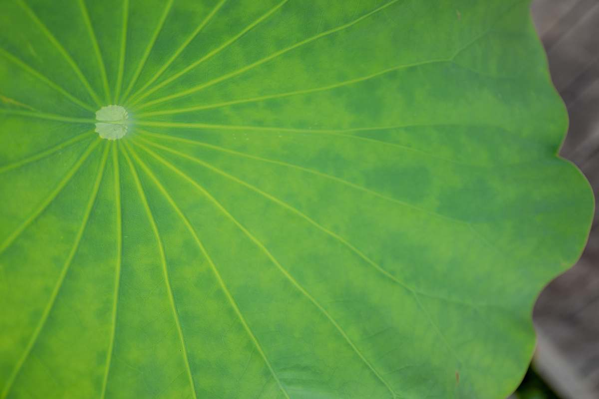 plant closeup photo of green leaf leaf