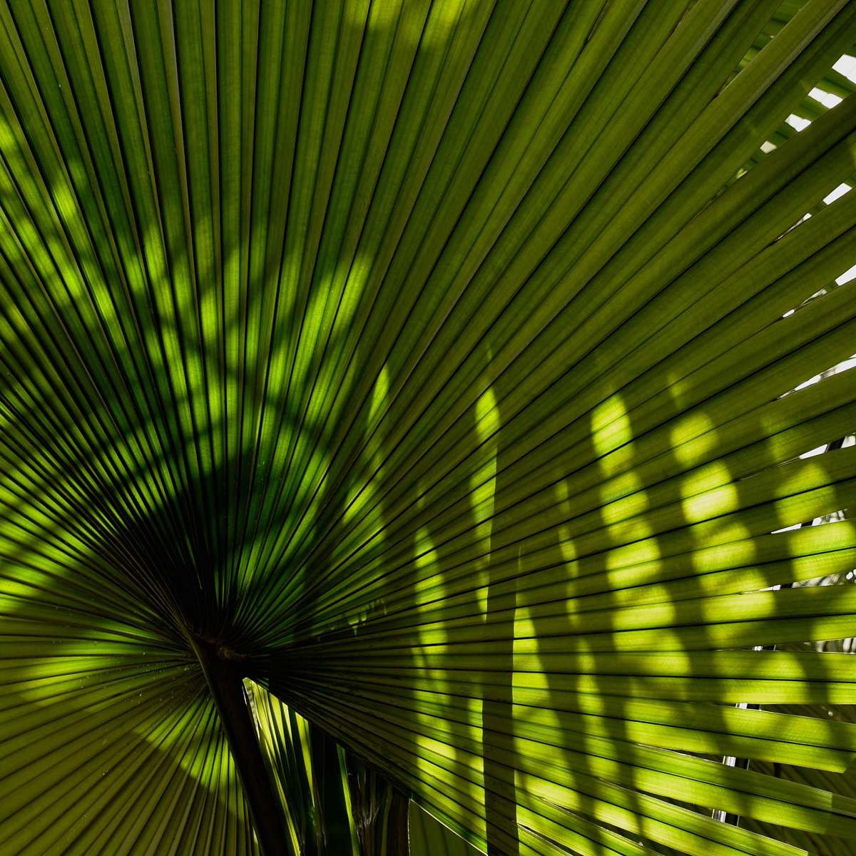 plant fan palm plant palmengarten