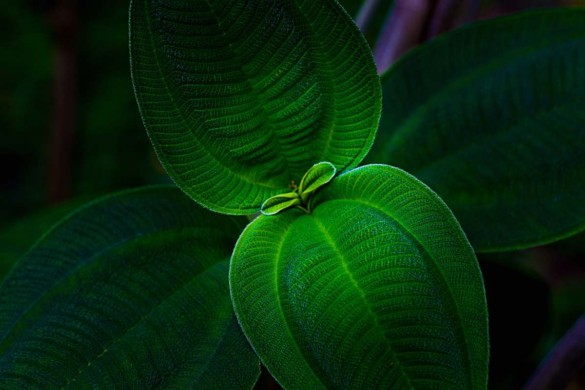 plant focus photography of green leaves leaf