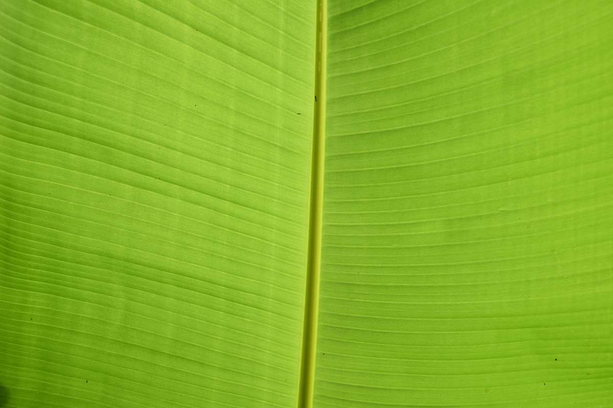 plant green banana leaf veins