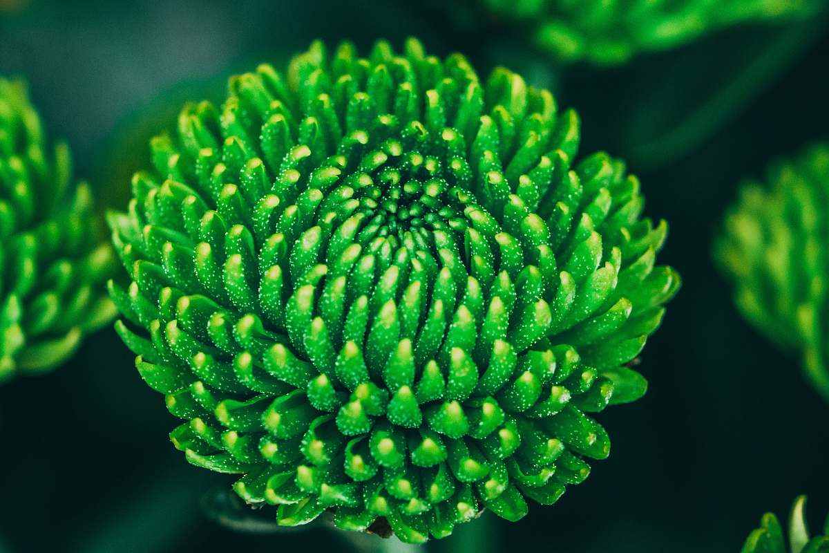 plant green cluster flower tree