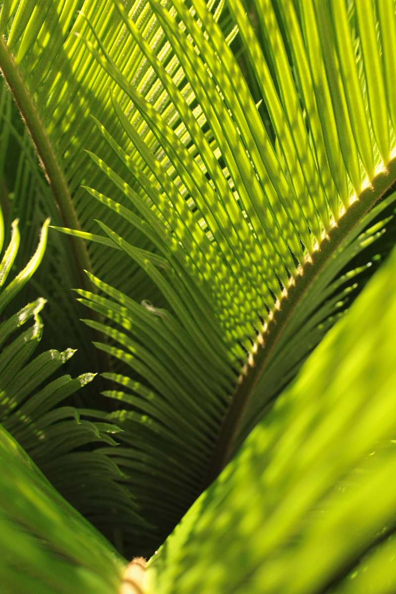 plant green coconut tree leaves leaf