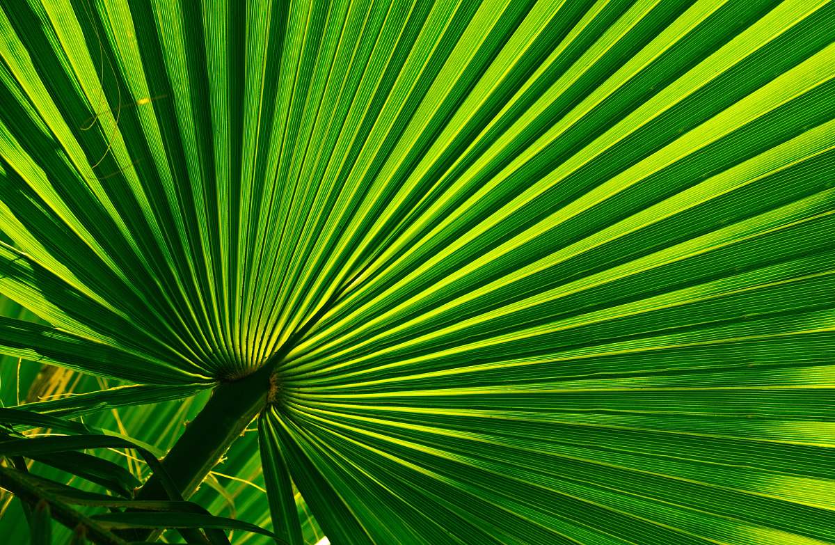 light green fan palm palm tree