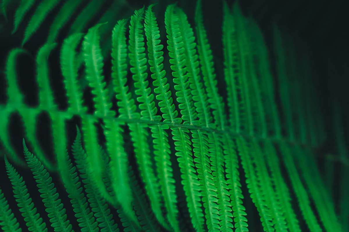 animal green fern plant reptile