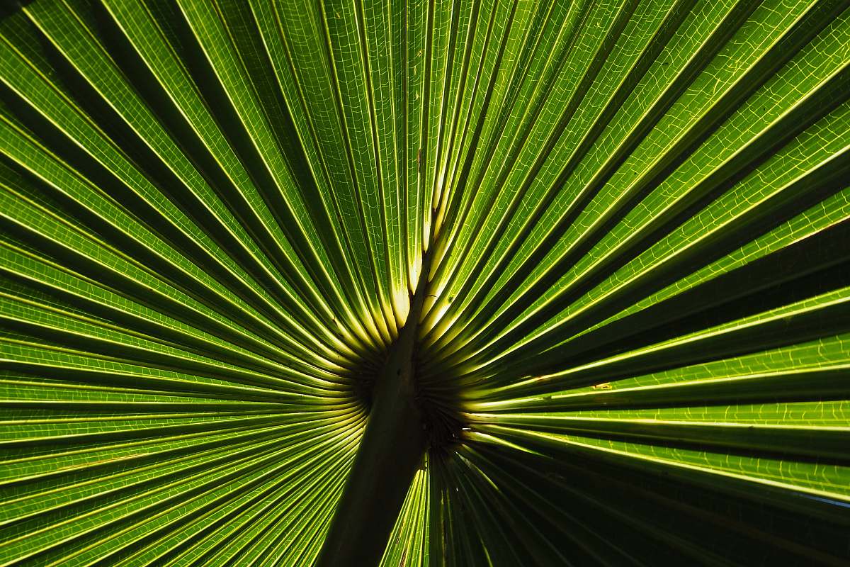 plant green fern plant vector art palm tree