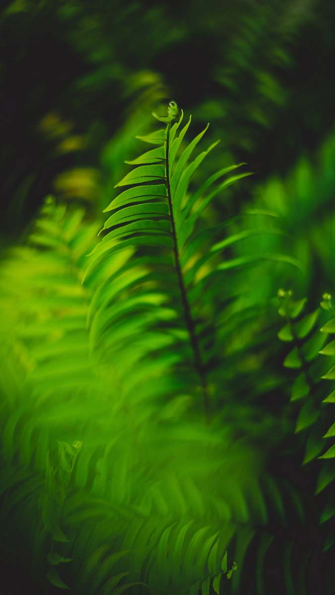 plant green ferns fern
