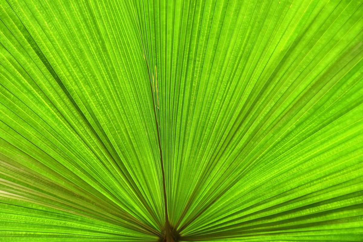 plant green leaf on focus photography leaf