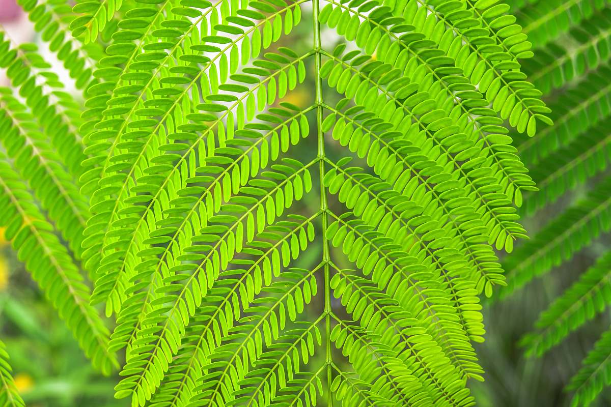 plant green leaf plant close-up photography leaf