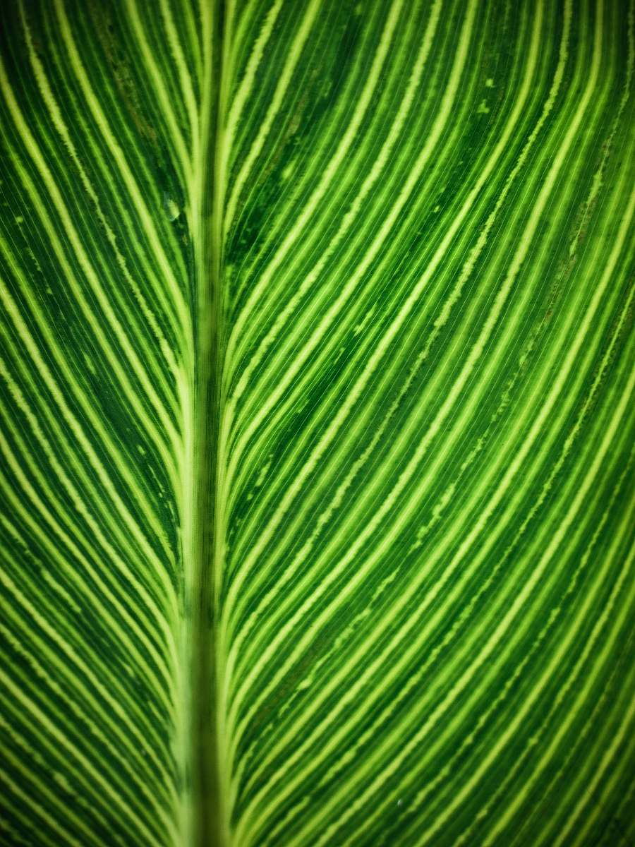 plant green leaf leaf