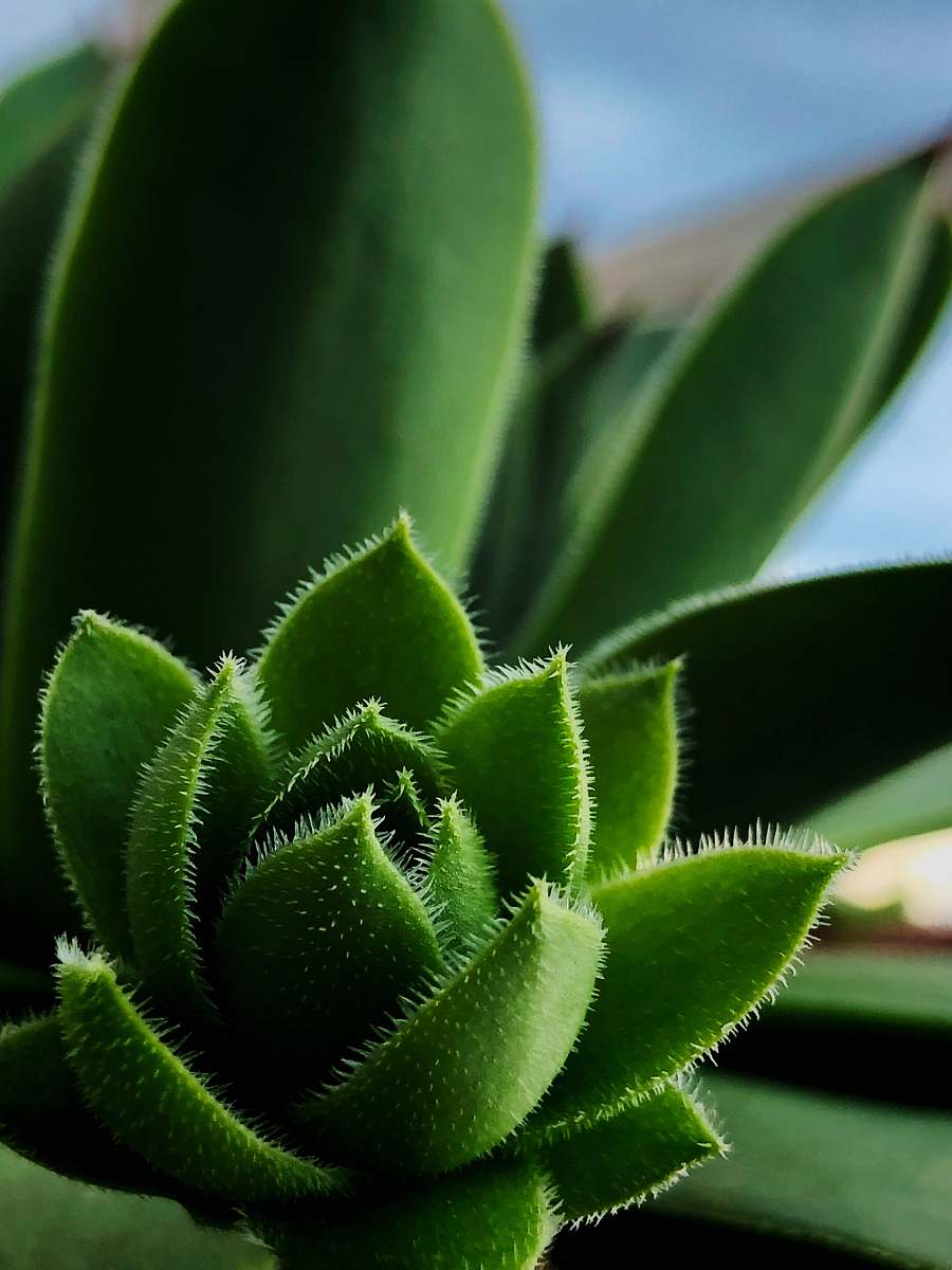 leaf green leaf plant with tiny thorns plant