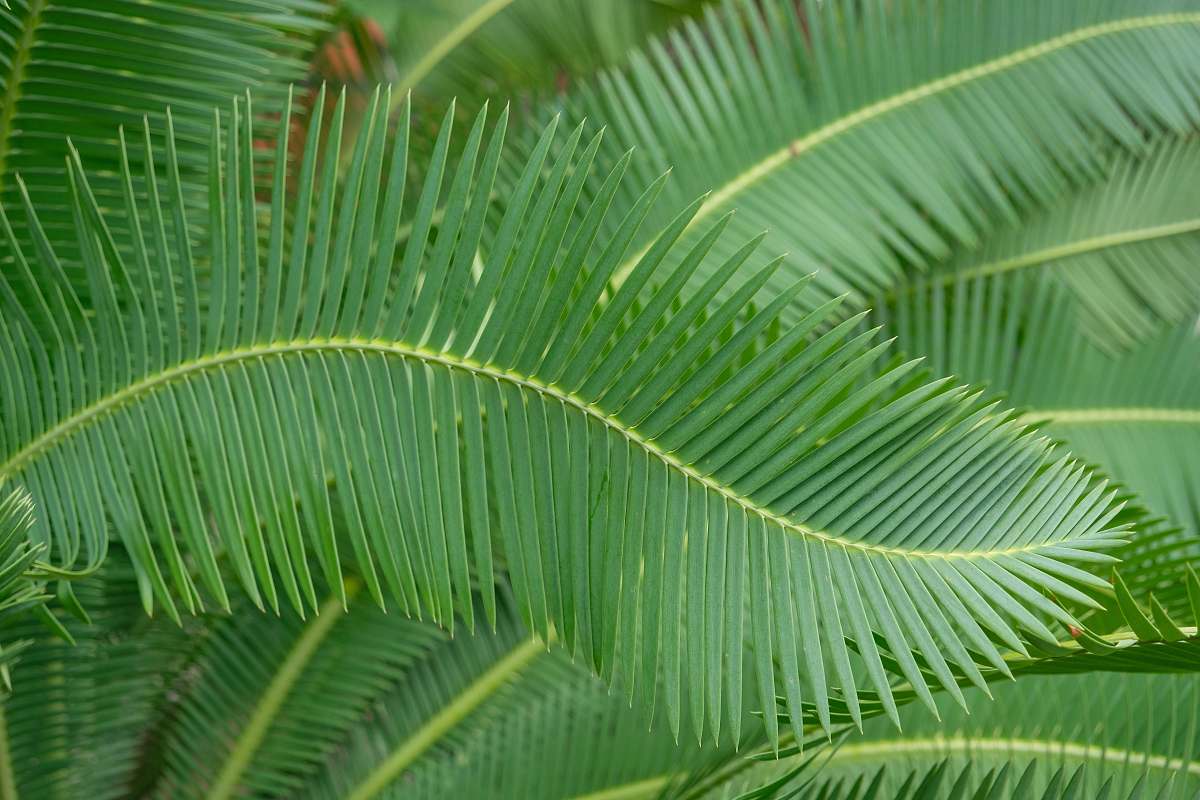 plant green-leafed palm leaf