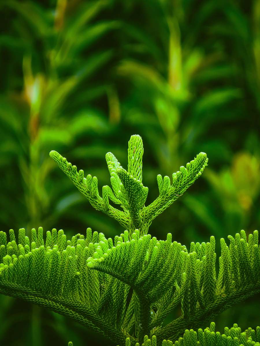 leaf green leafed plant plant