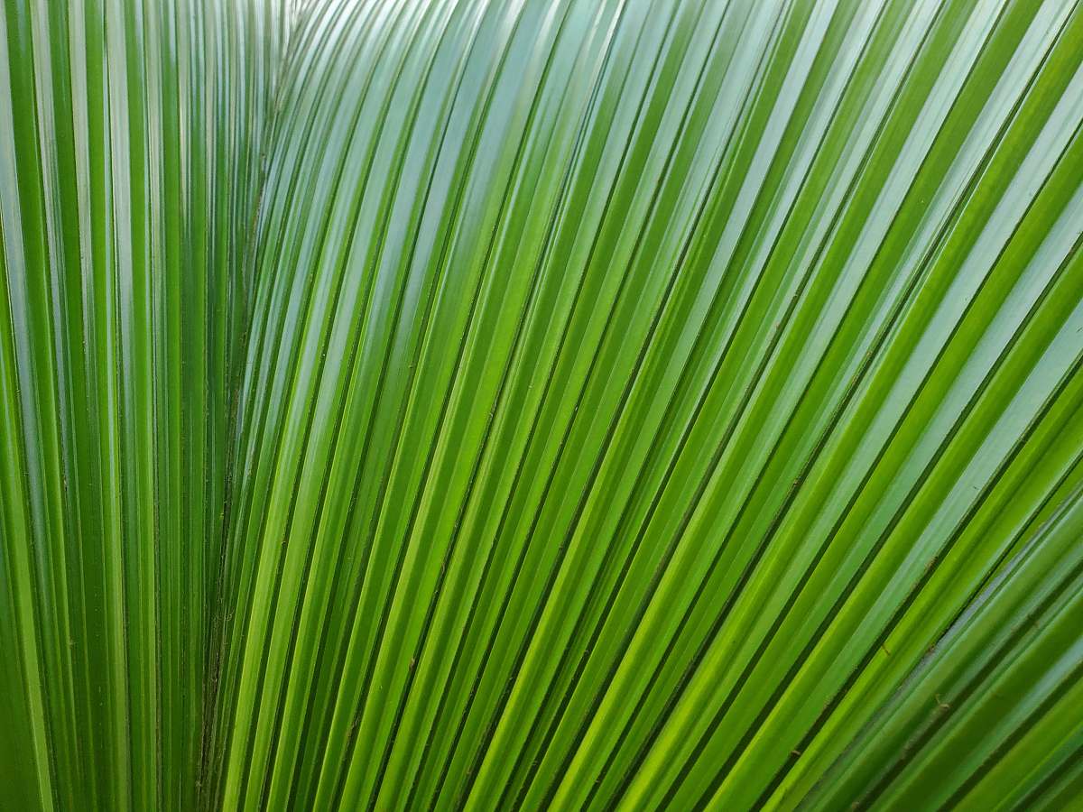 plant green-leafed plant leaf