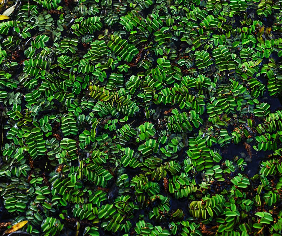 plant green-leafed plants moss