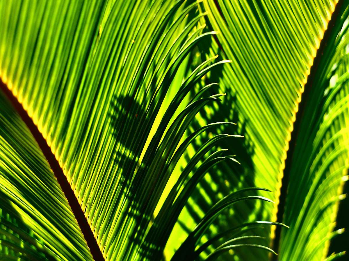 leaf green leaves plant