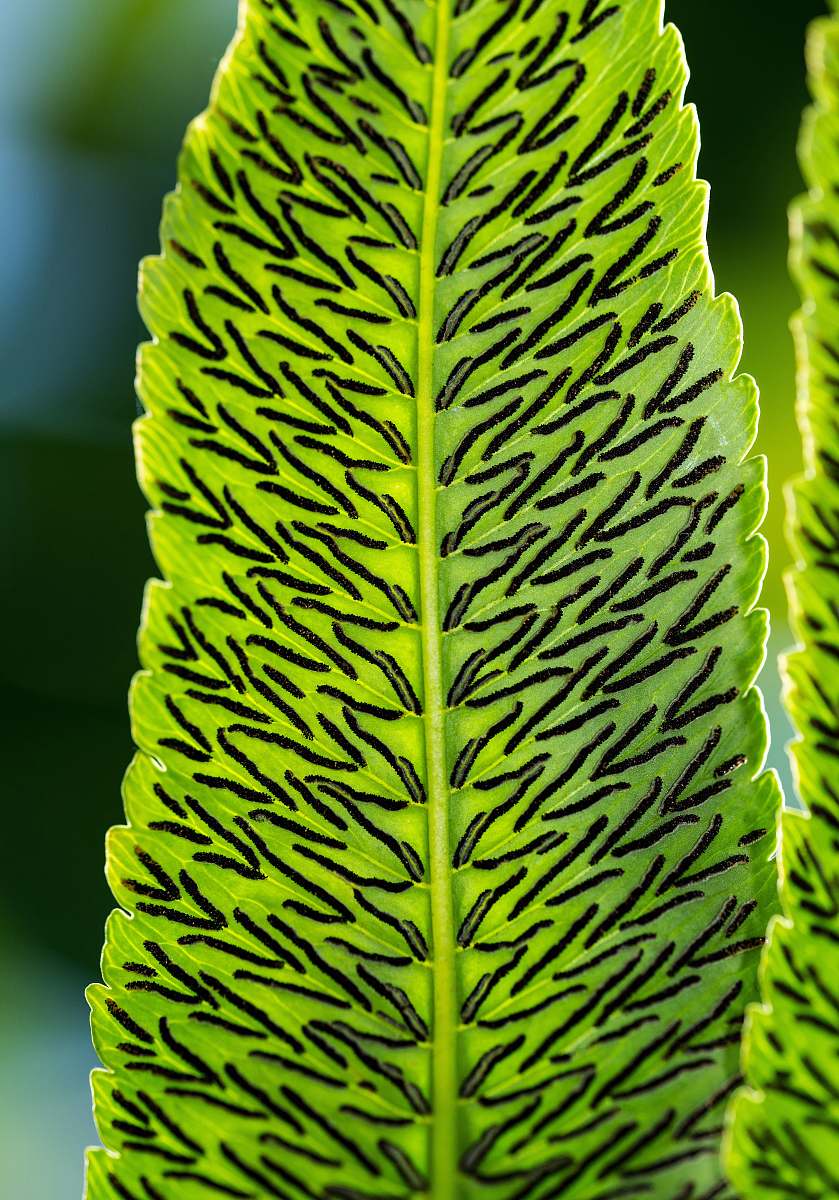 plant green leaves leaf