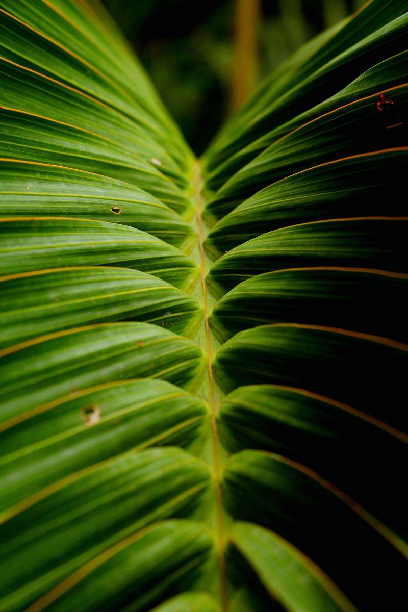leaf green linear leaf plant plant