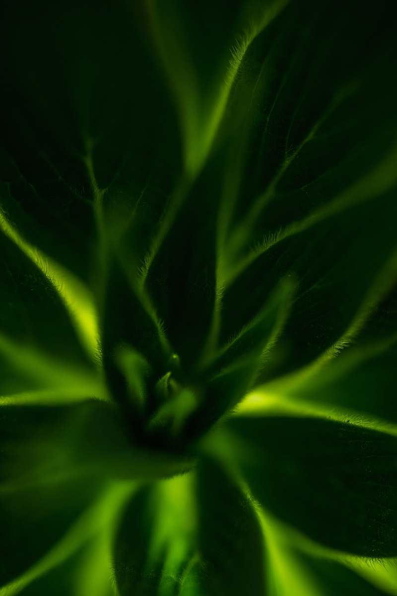 leaf green plant plant