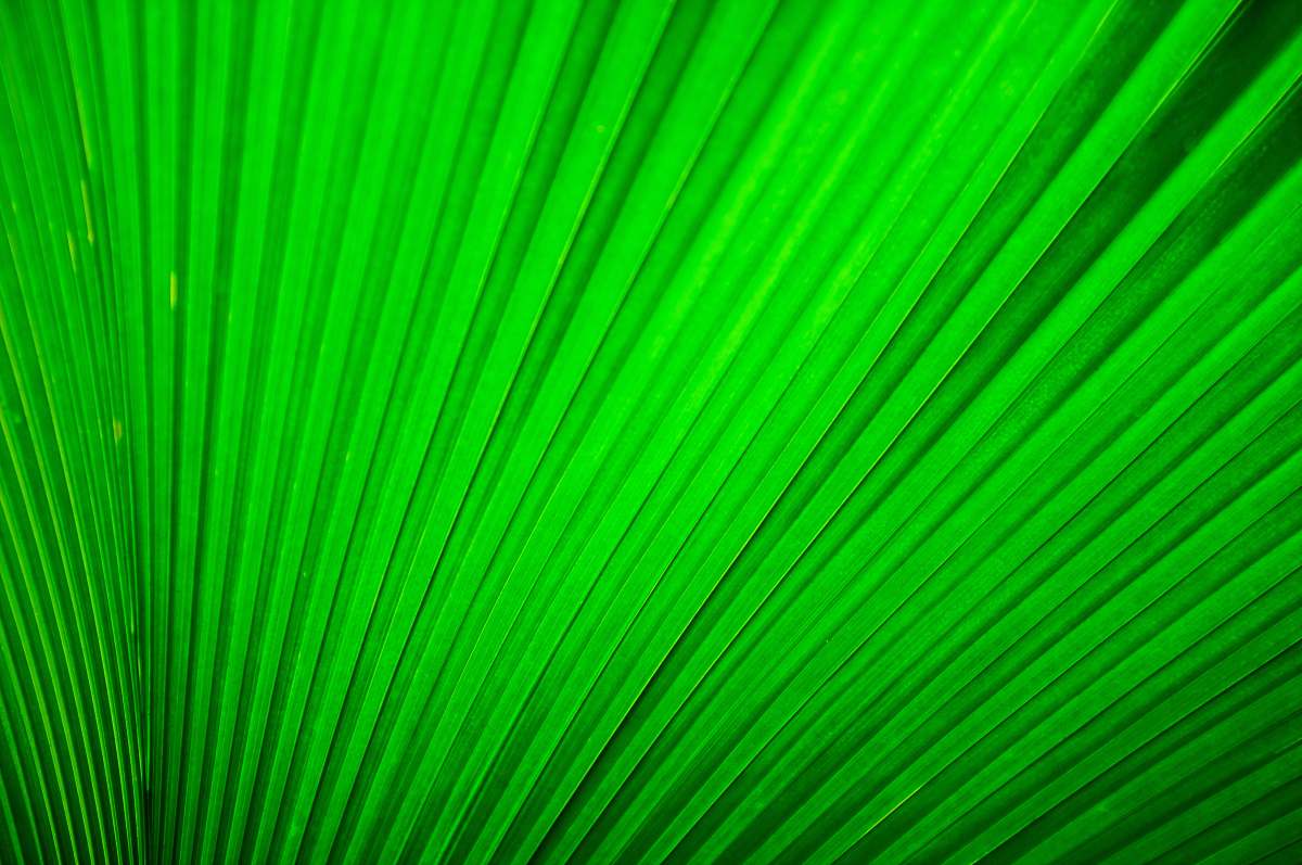 pattern green pleated textile leaf