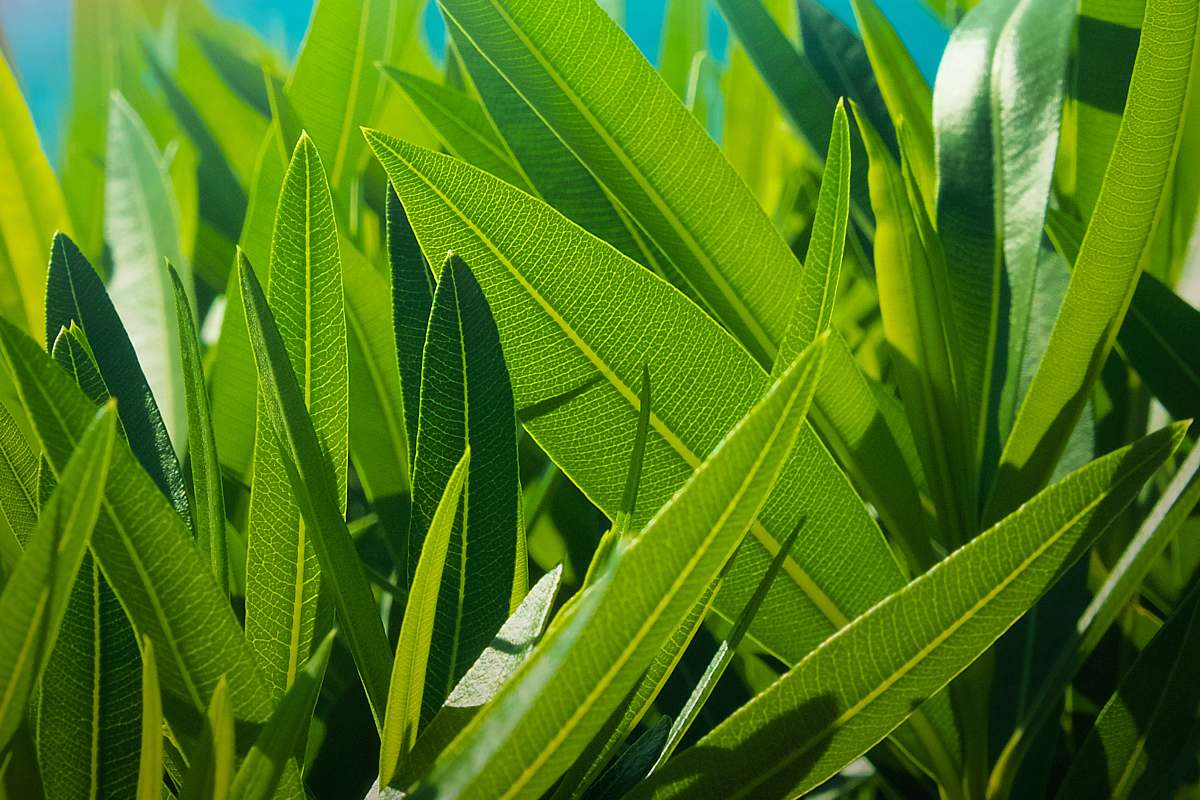 plant green sword leaf during daytime leaf