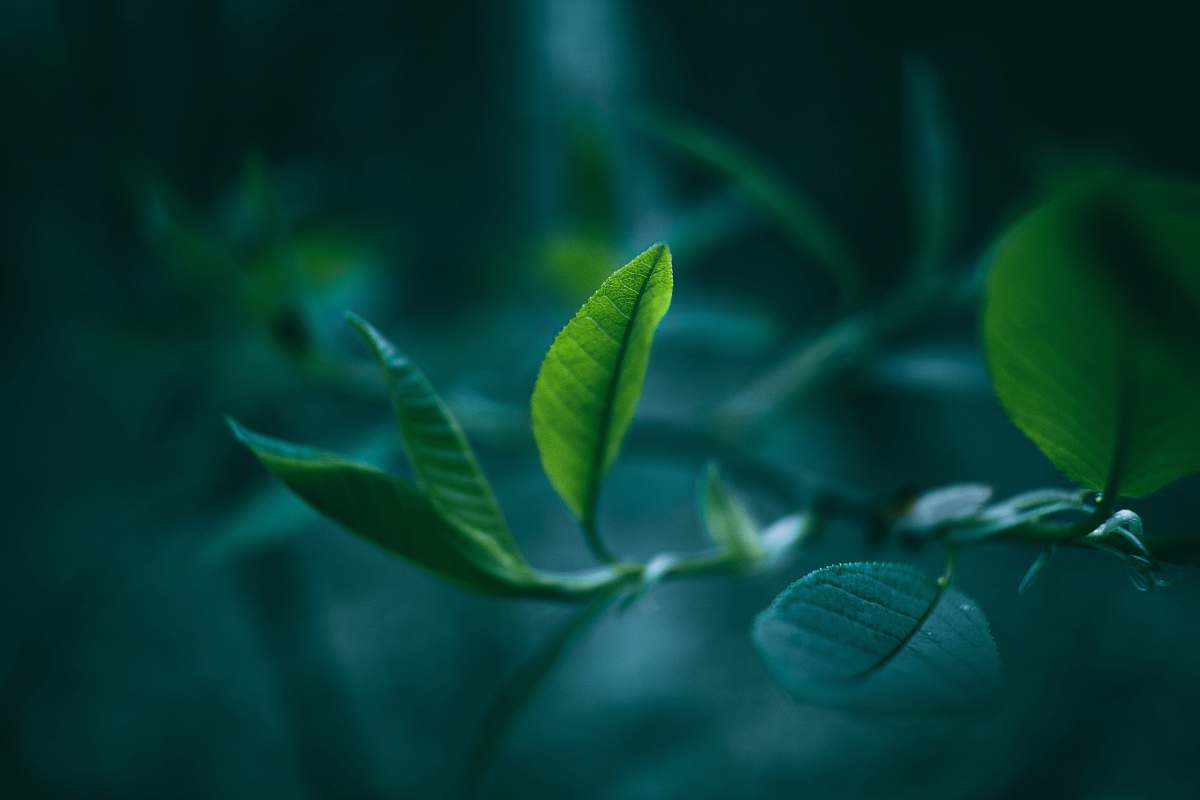 plant green tree leaf