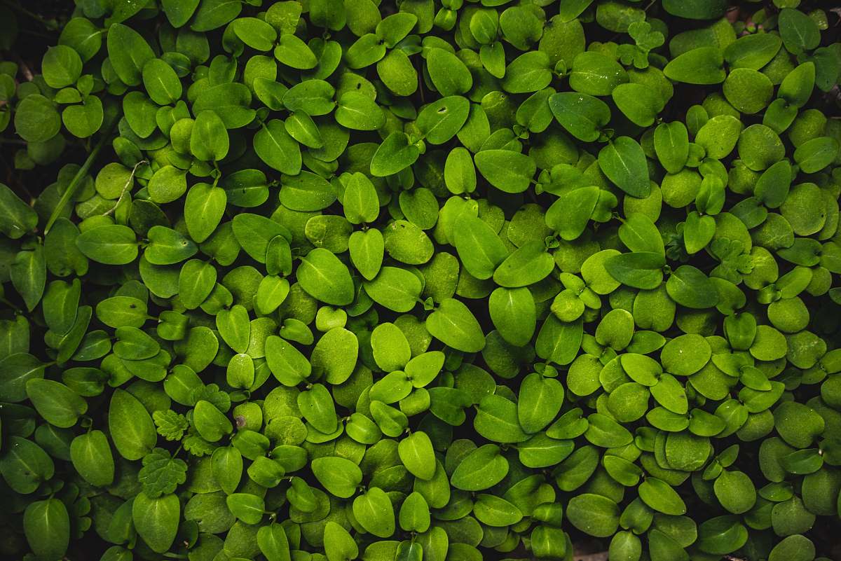 plant macro photography of green leaf plants leaf
