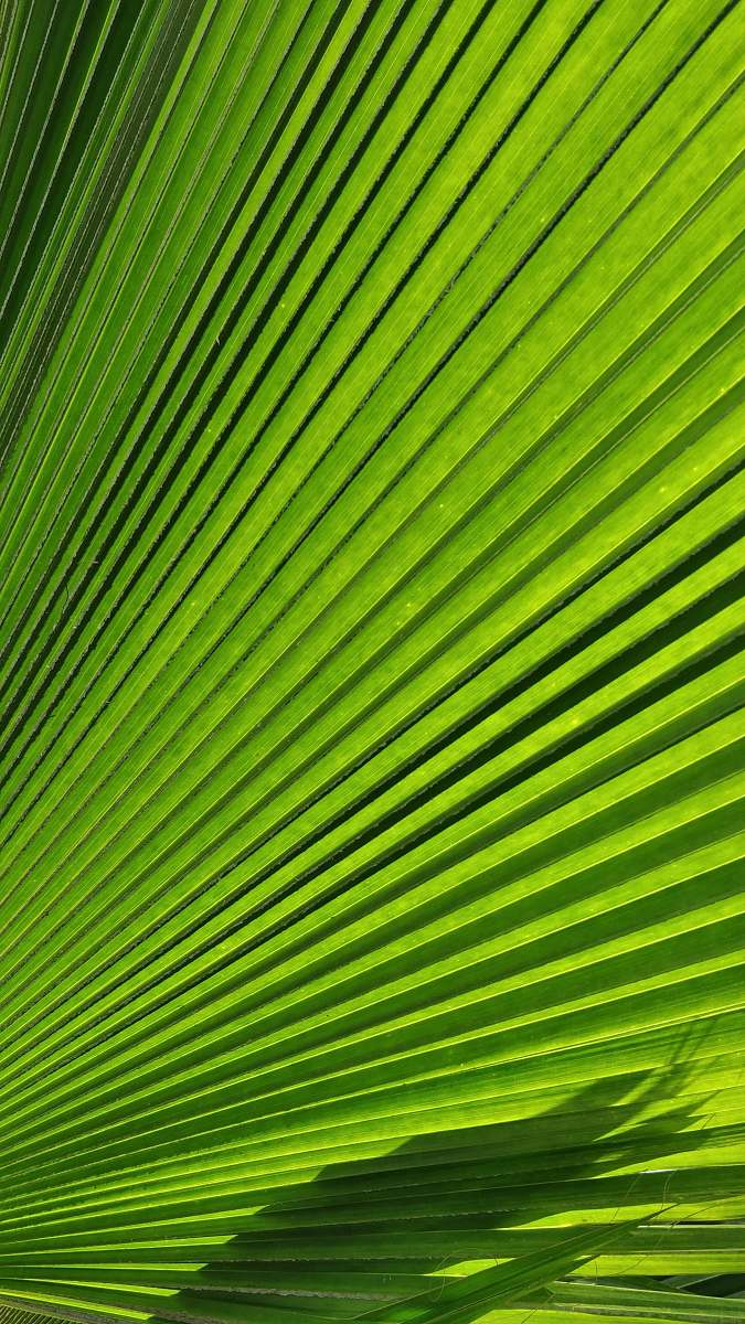 plant macro photography of green palm leaf texture