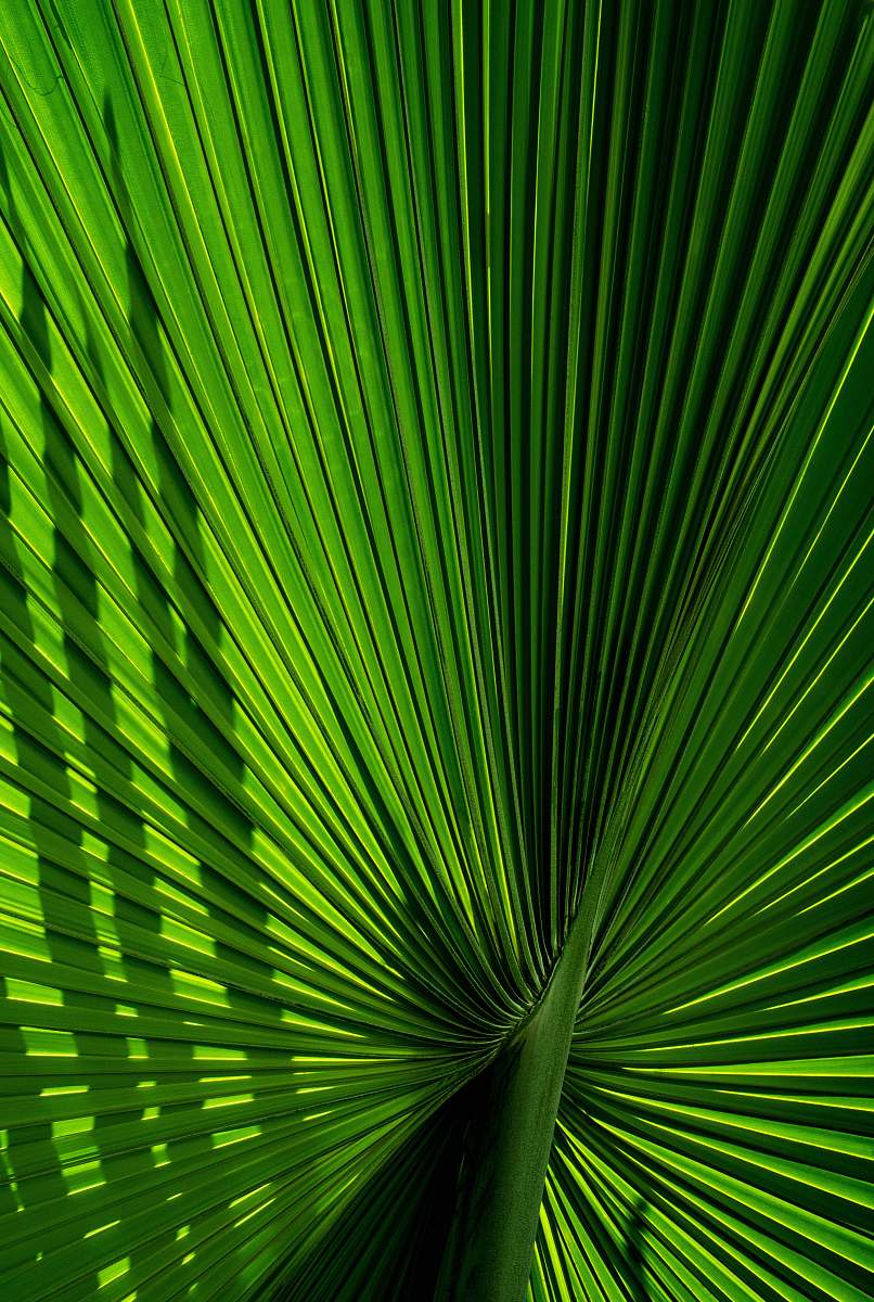 plant photo of green plant cairns botanic gardens