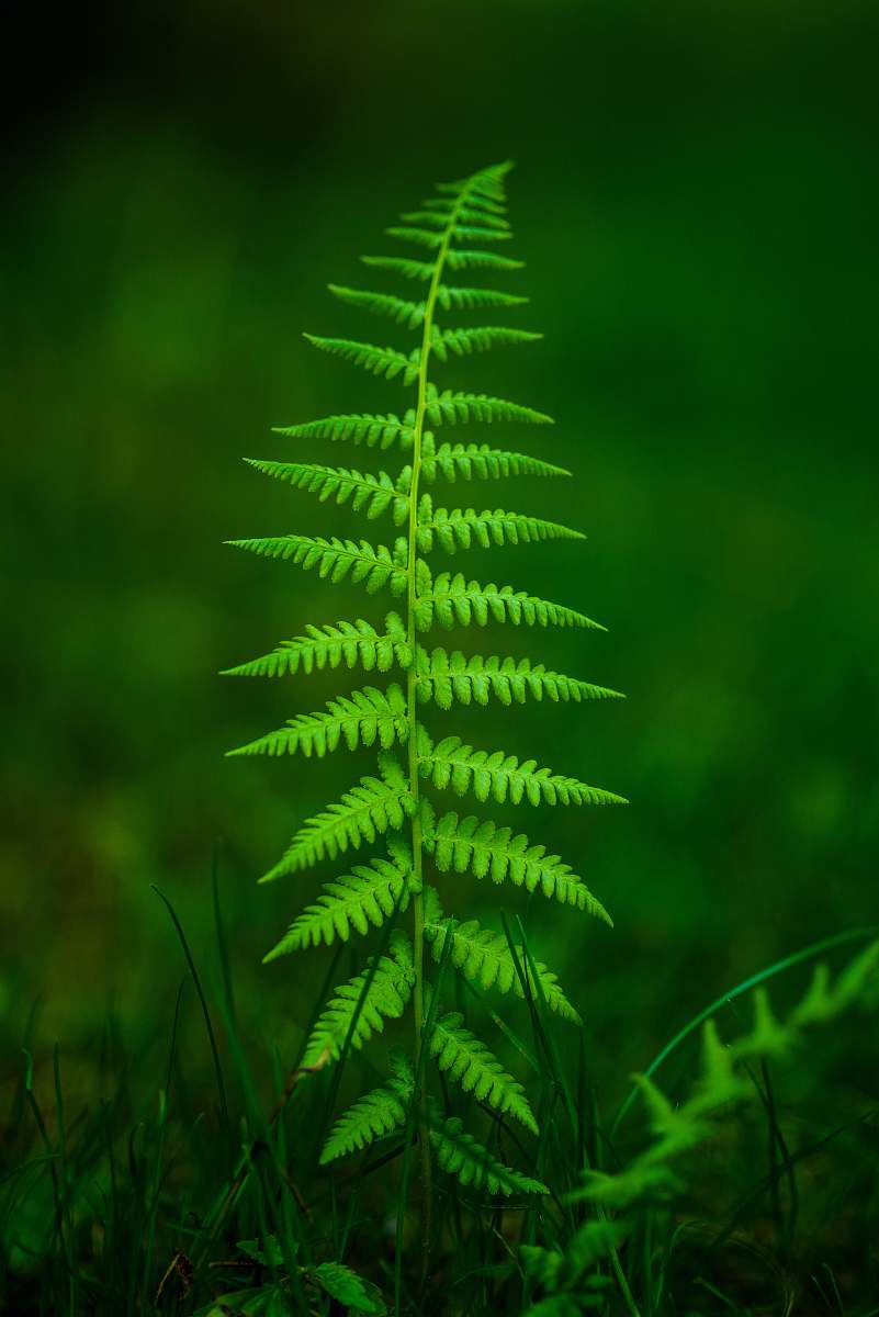 plant selective focus fern plant fern