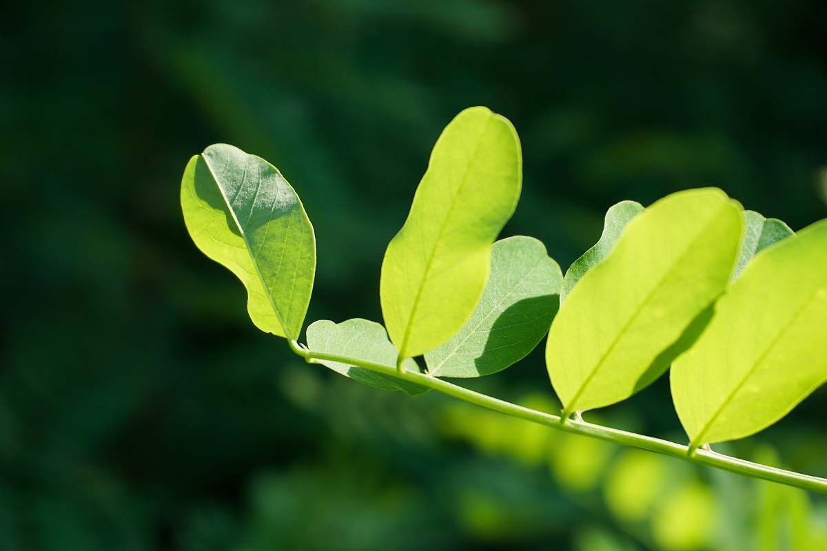 plant selective focus photo of green fern leaf leaf
