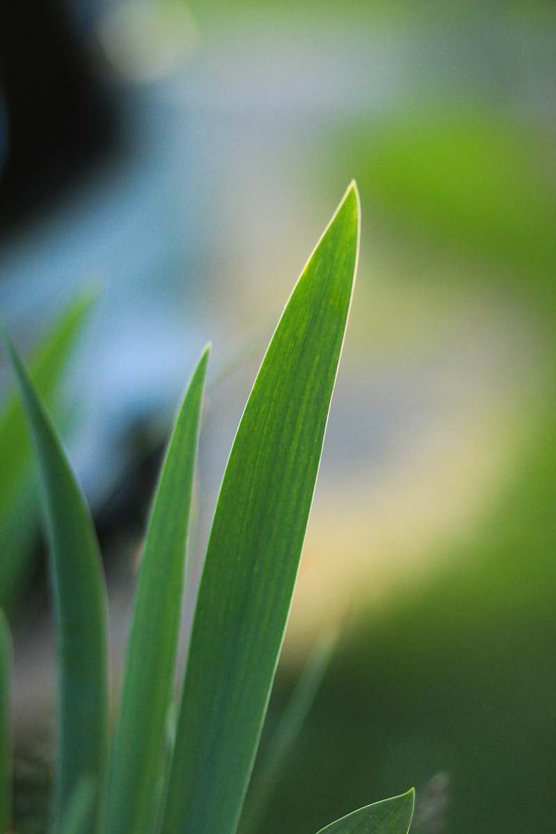 plant selective focus photography of green leaves grass