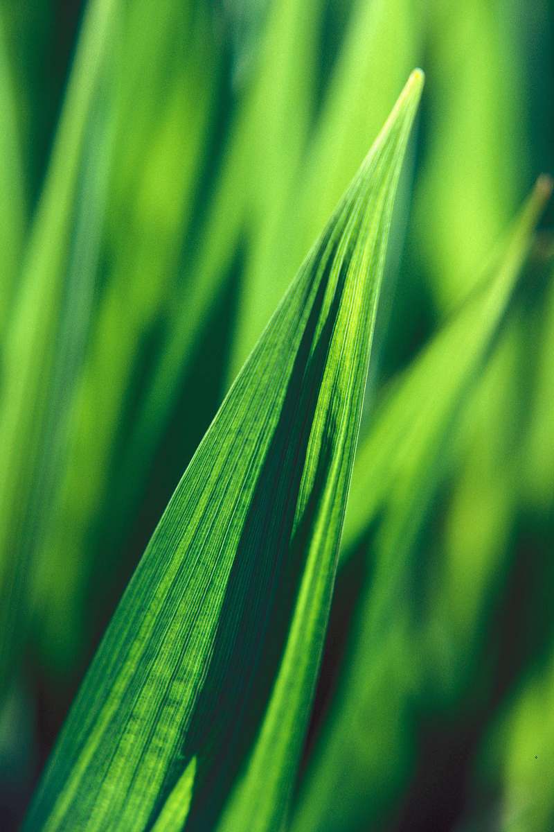 leaf selective focus photography of linear leaf plant