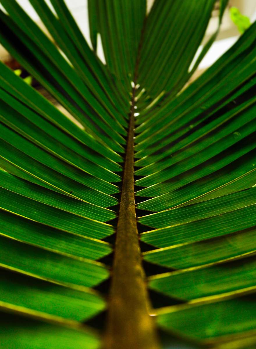 leaf shallow focus photo of green leaves plant