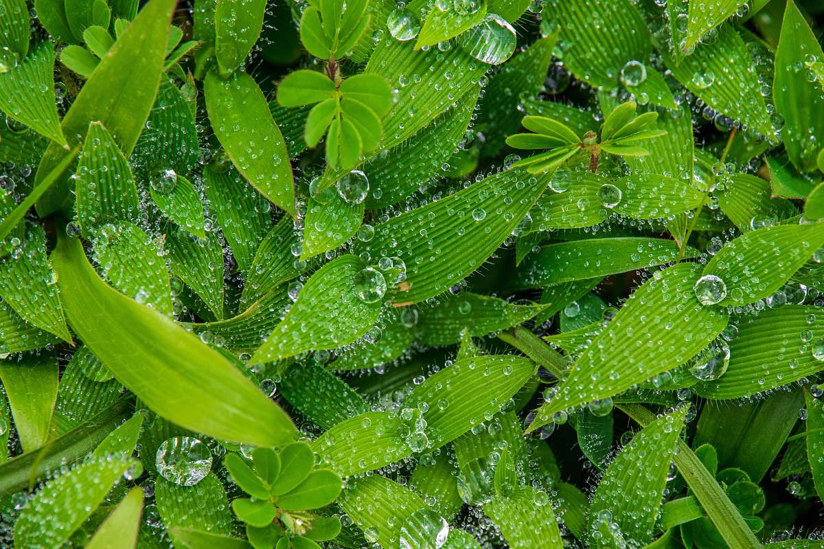 plant water dew on leaves leaf