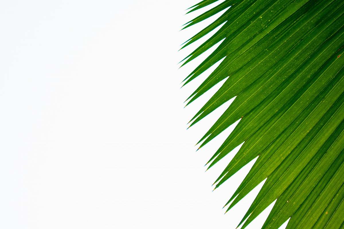 plant  green
