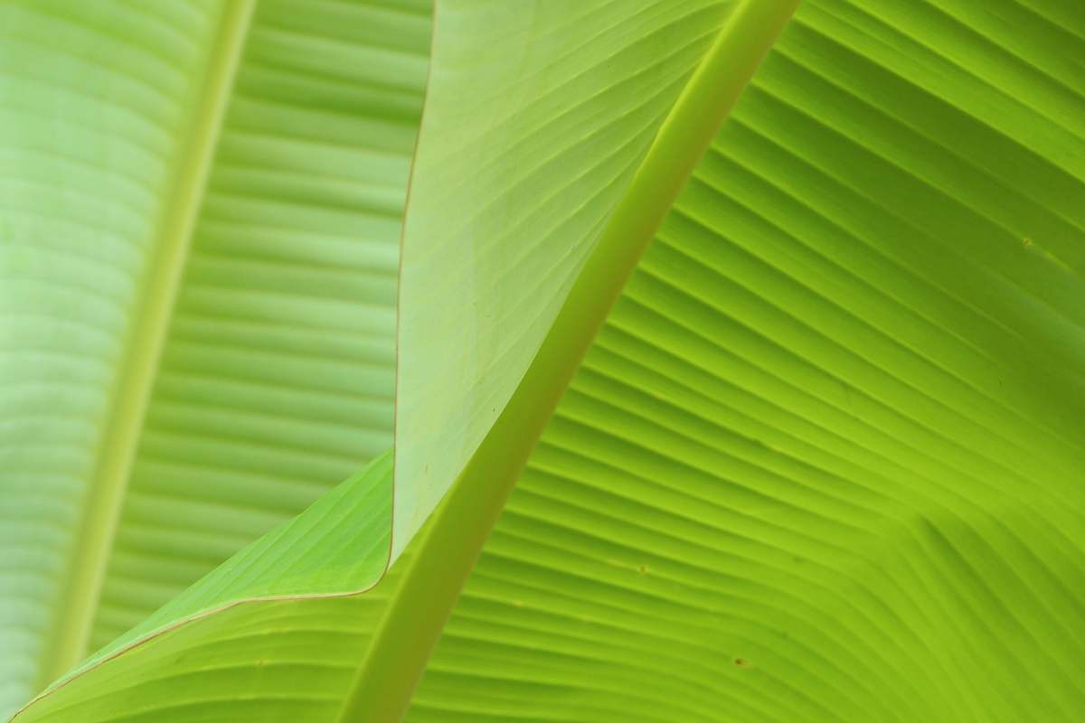 plant close view of banana leaves green
