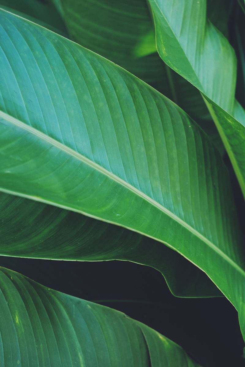 plant green banana leaf green