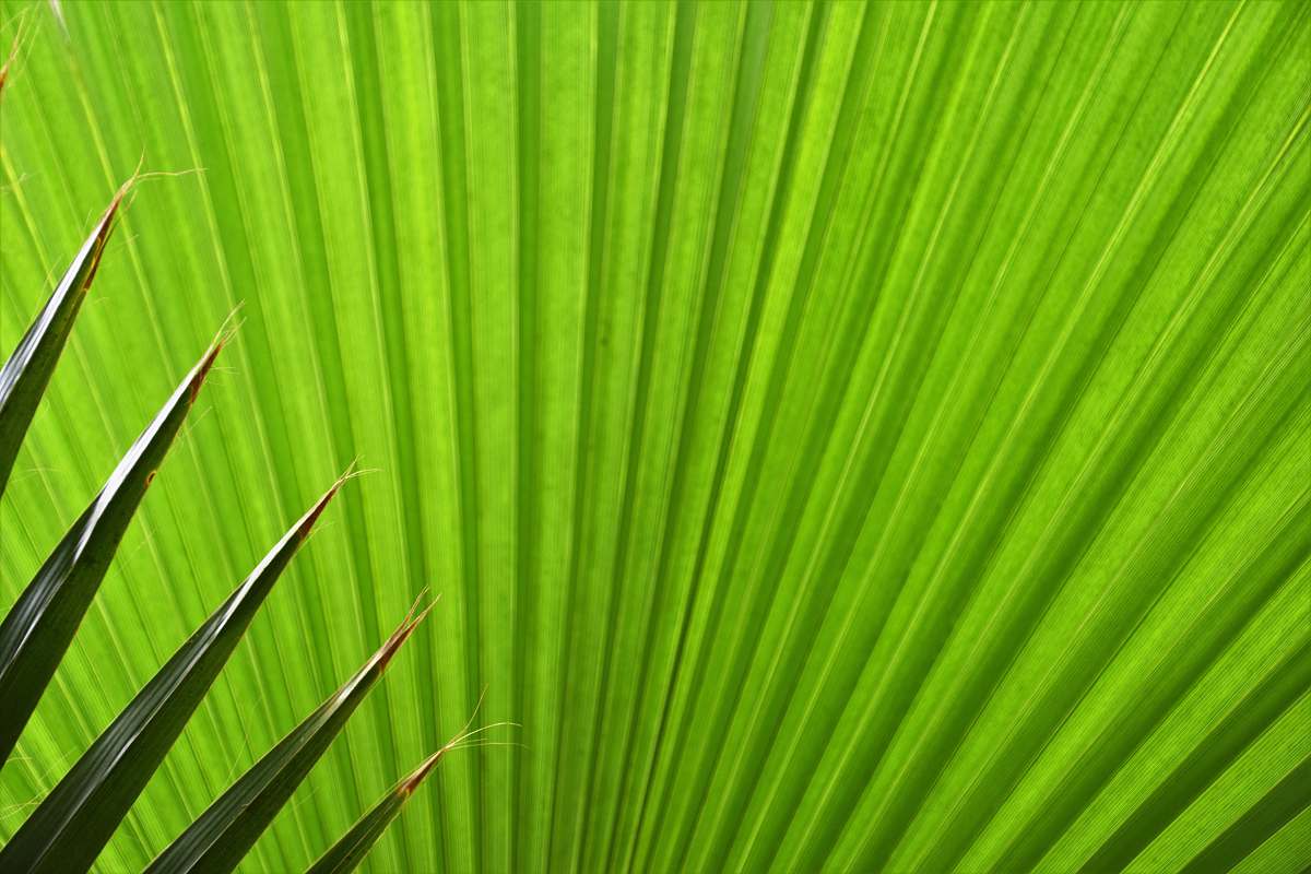 plant green fan palm plant leaf green