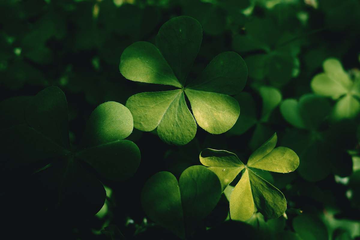 plant green-leafed plant green