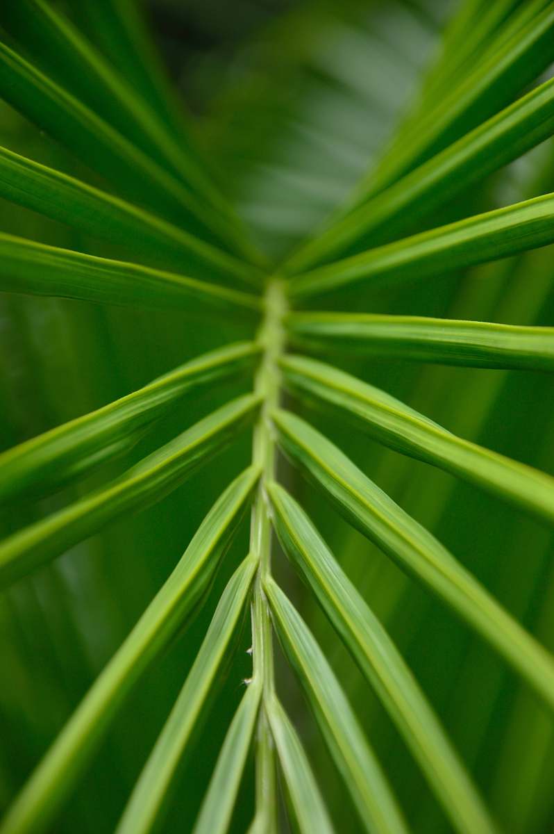 plant green palm leaf green