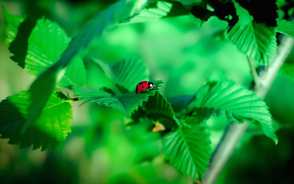 green red and black ladybug on plant vegetation