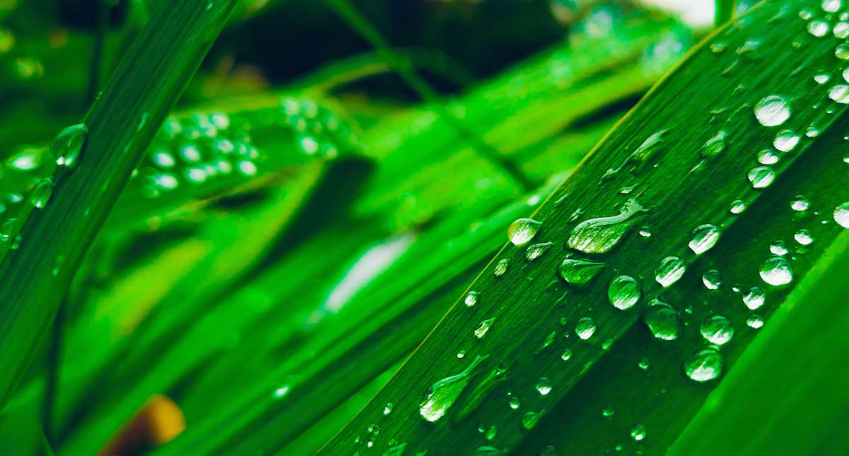 plant water dew on leaves green