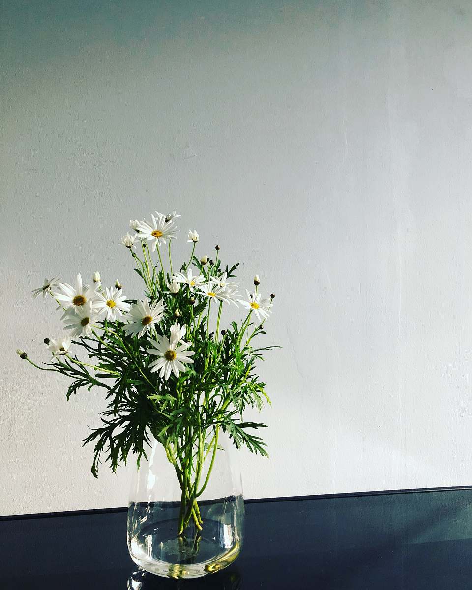 vase white petaled flower plant