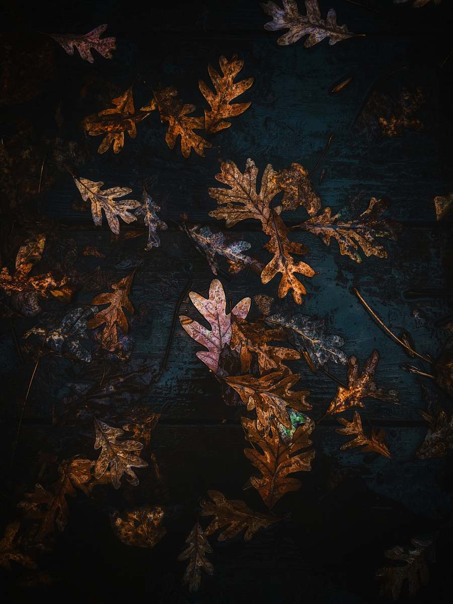 leaf maple leaf plant