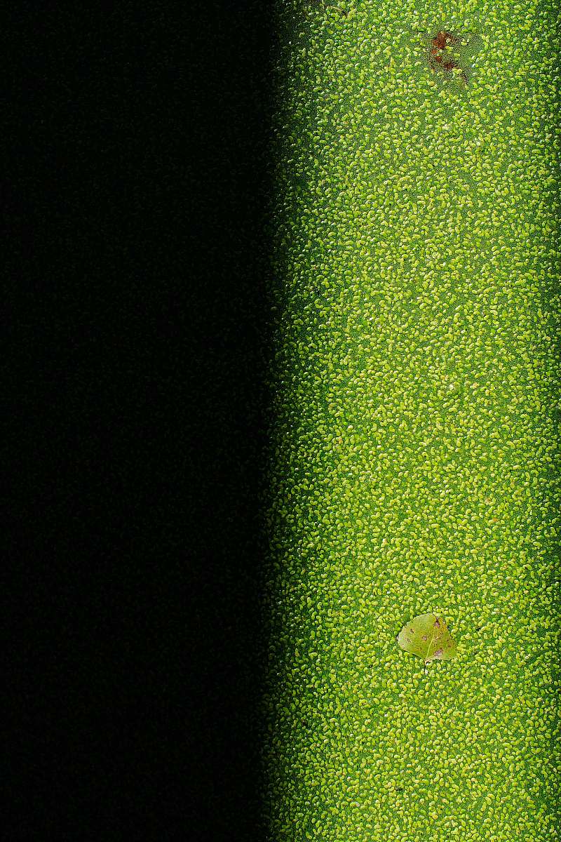 green  wichita