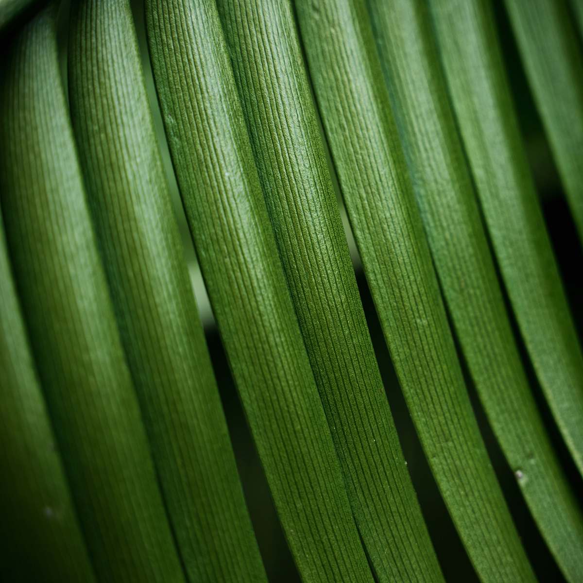 green close-up photo of green leaf veins