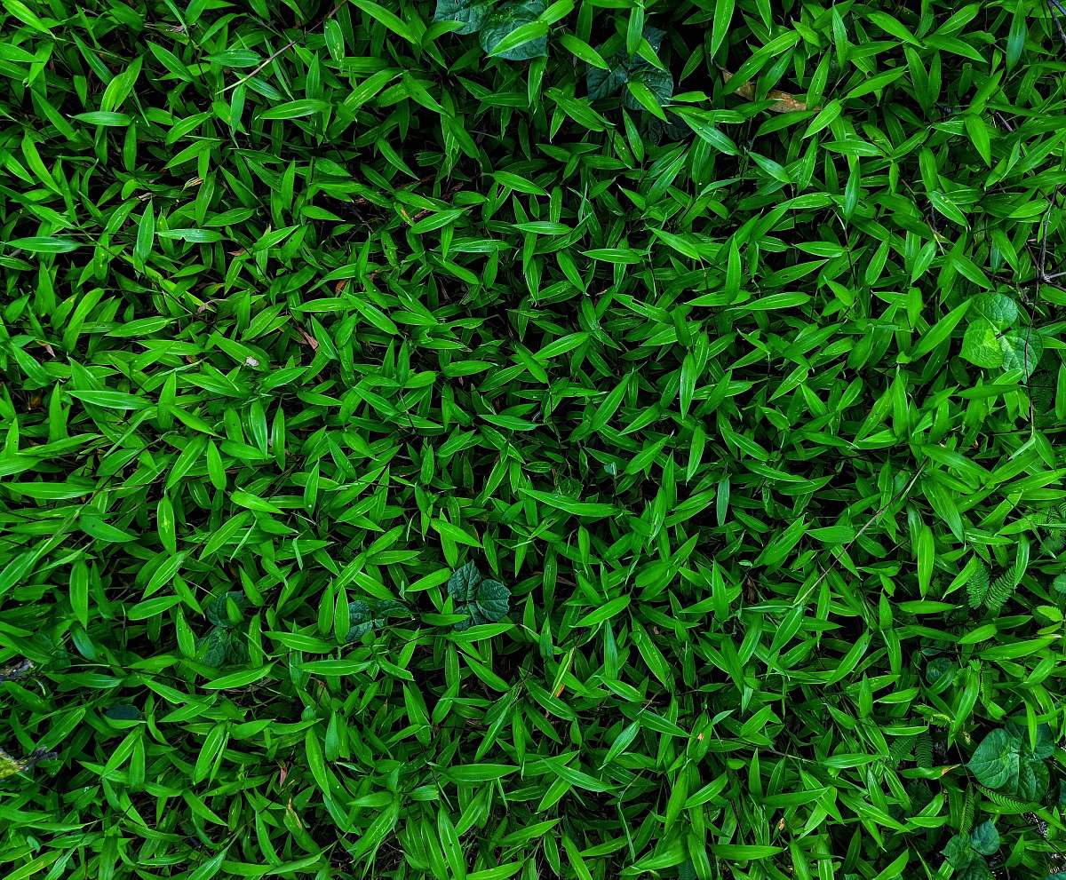 green green leaf plant grass