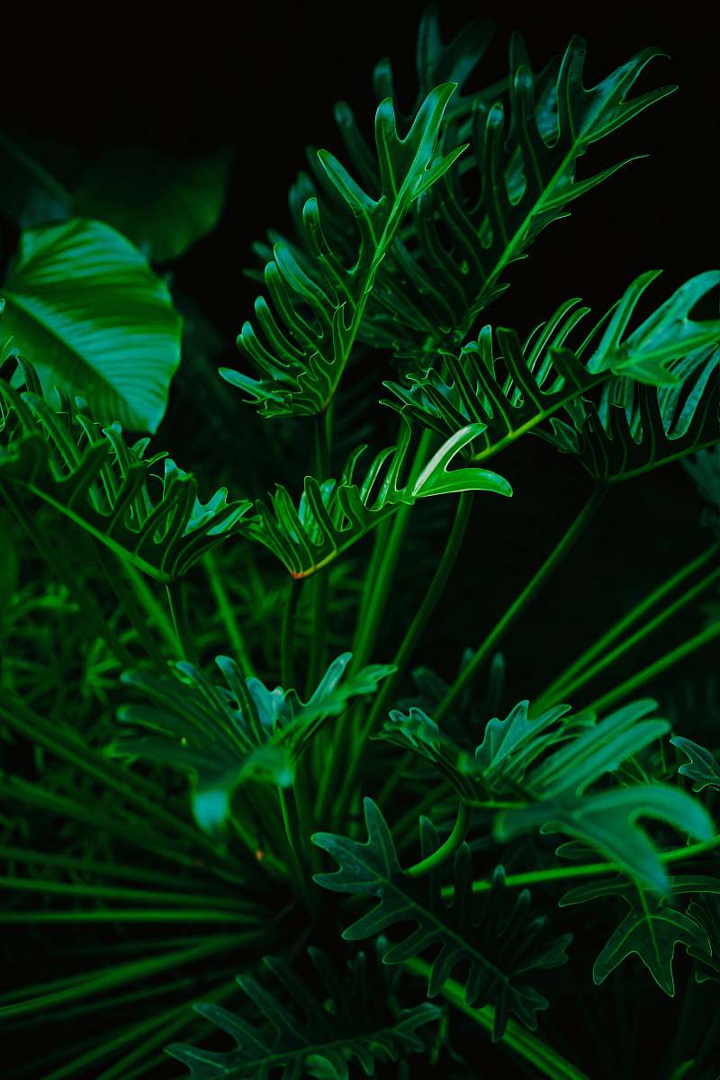 green green-leafed plant vegetation