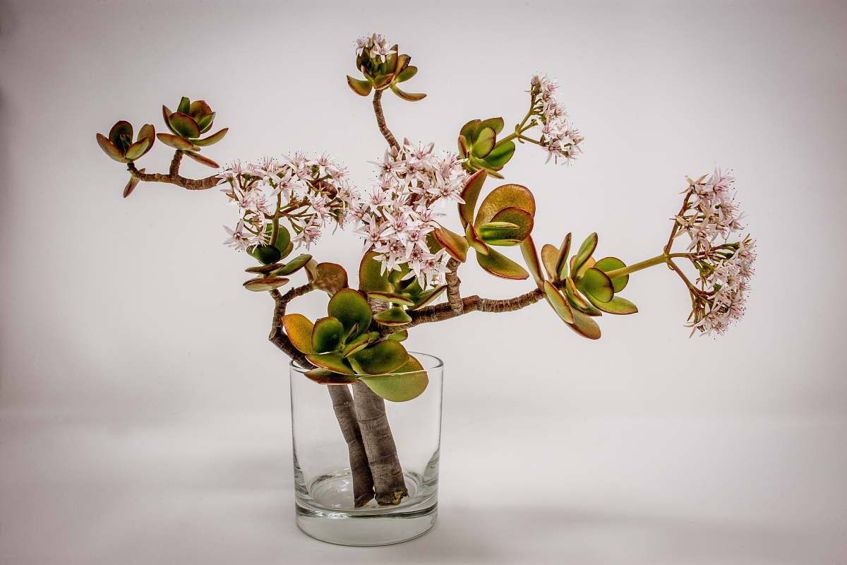 vase green plant jar